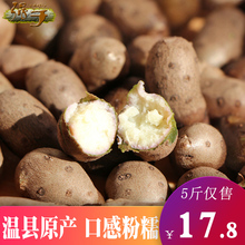 强于河南焦作温县新鲜产摘铁棍山药蛋5斤装 包邮 山药豆多省