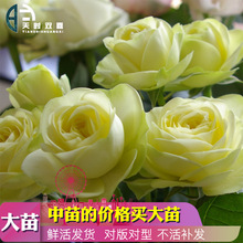奶油龙沙伊甸园微型欧月月季花园露台阳台四季多季重复开花大花苗