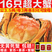 16只特大蟹况氏阳澄湖大闸蟹可全母螃蟹鲜活六月黄现货4.0版礼盒