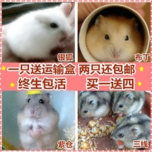 包邮 小仓鼠宝宝活体 健康布丁银狐紫仓三线 拍2只 家养宠物