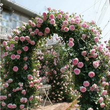 藤本月季龙沙宝石爬藤蔷薇花苗阳台庭院欧月盆栽花卉四季开花玫瑰