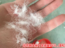 原料填充物 国标9095白鸭鹅大朵吊绒 一片天羽绒散装