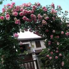 龙沙宝石欧月藤本月季花苗大苗大花庭院阳台爬墙爬藤花卉盆栽植物