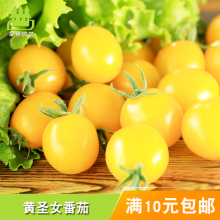 帝皇黄番茄种孑籽盆栽阳台超甜黄圣女果樱桃西红柿菜种秋冬季春播