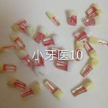 带根管树脂牙粒口腔实验课练习开髓腔窝洞制备离体牙考试练习模型