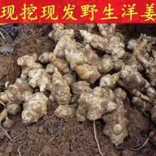 现挖现发新鲜洋姜野生菊芋鬼子姜 5斤装 包邮 腌制泡菜酱菜咸菜