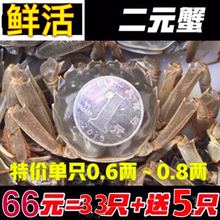 鲜活现货小闸蟹大闸蟹香辣蟹2元小螃蟹毛蟹醉蟹非蟹苗小螃蟹