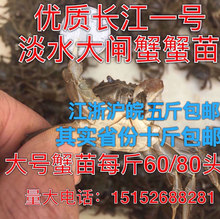 正宗大闸蟹苗 优质螃蟹苗 扣蟹苗鲜活养殖用小河蟹小螃蟹苗特级蟹