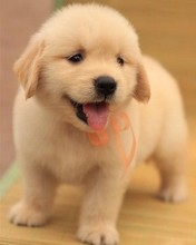 纯种拉布拉多幼犬好养可爱金毛宠物幼崽中型大型导盲犬动物活物狗