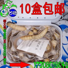 葡萄蜜葡萄密虫玉米虫蟋蟀蚂蚱油葫芦地蜘蛛皮虫柴虫之特大葡萄虫