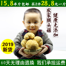 特级仿野生猴头蘑菇菌250g非长白山500g 新鲜农家古田猴头菇干货