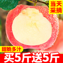 一箱陕西野生冰糖心丑苹果 当季红富士整箱10斤装 包邮 苹果水果新鲜