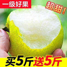 新鲜当季整箱10斤批发皇冠梨青梨雪梨翠冠梨砀山梨子 包邮 梨子水果