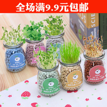 办公室桌面水培陶碳球迷你小盆栽 创意植物负离子水培盆栽 包邮