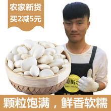 包邮 大白豆云南大白芸豆农家自产白云豆五谷粗粮新货 白芸豆1500g