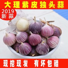 2019新货云南独蒜头紫皮大蒜头5斤独头蒜干蒜农家低价红皮糖醋蒜