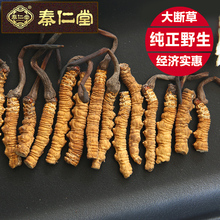 野生冬虫夏草 段断虫草 玉树那曲礼盒正品 大断草 买10送1秦仁堂