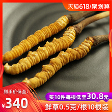秦仁堂正品 玉树野生虫草0.5克1根西藏那曲 新鲜冬虫夏草10根装