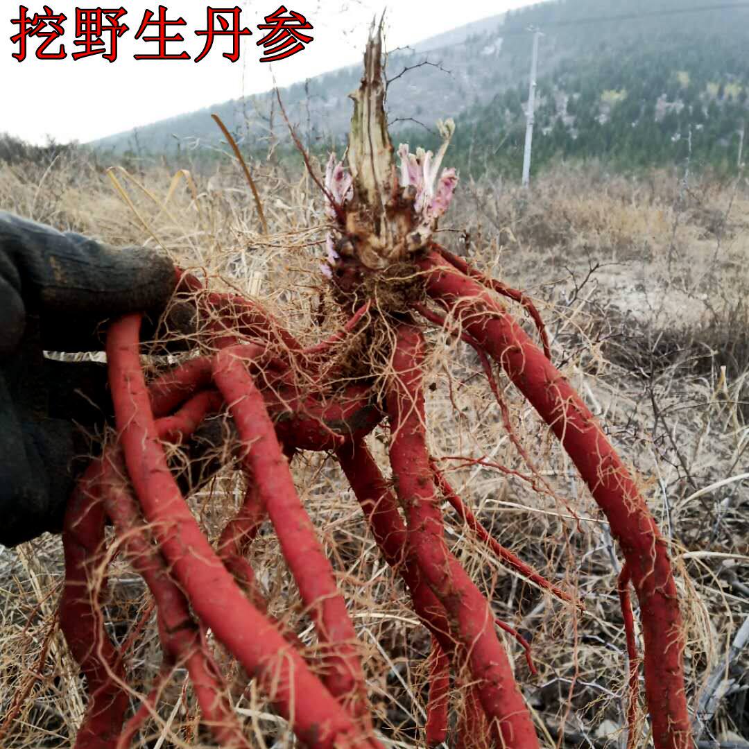 紫丹参图片长相,紫丹参图片植物图片,红丹参与紫丹参的图片_大山谷图库