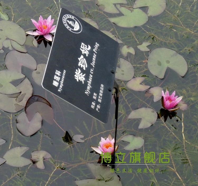 四季迷你睡莲根块 种藕水莲花小睡莲水培种根鱼缸盆栽莲花荷花苗