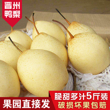 包邮 河北鸭梨水晶梨当季新鲜水果雪梨整箱5斤 皇冠砀山梨香酥梨子