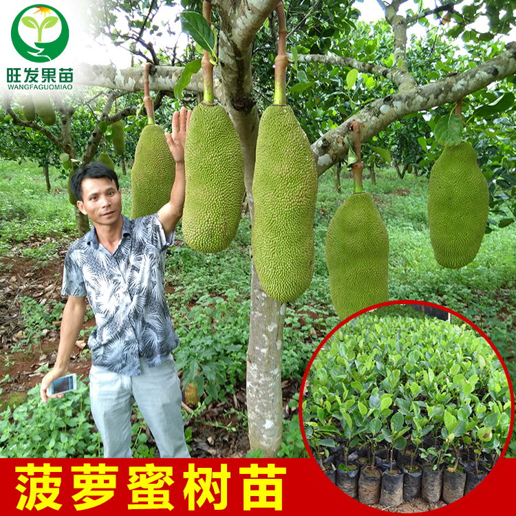 马来西亚四季菠萝蜜苗海南树菠萝嫁接菠萝蜜树