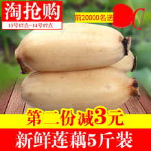 新鲜农家莲藕 粉藕 脆藕 新鲜蔬菜 莲藕 清炒白莲藕 5斤装现挖