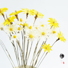 时尚 饰摆放 小清新家居家饰白色小雏菊艺术干花手工装 小滨菊