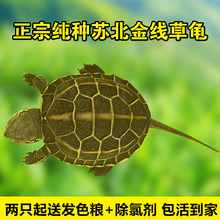 流星龟业正宗纯种苏北金线草龟苗黑腹活体中华小乌龟墨龟巴西外塘