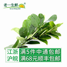 250g 有刺 青柠叶 易扎人 老一生鲜 冬阴功 新鲜柠檬叶