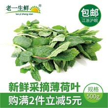 薄荷叶 包邮 老一生鲜 莫吉托调酒食用 新鲜薄荷叶500g多省