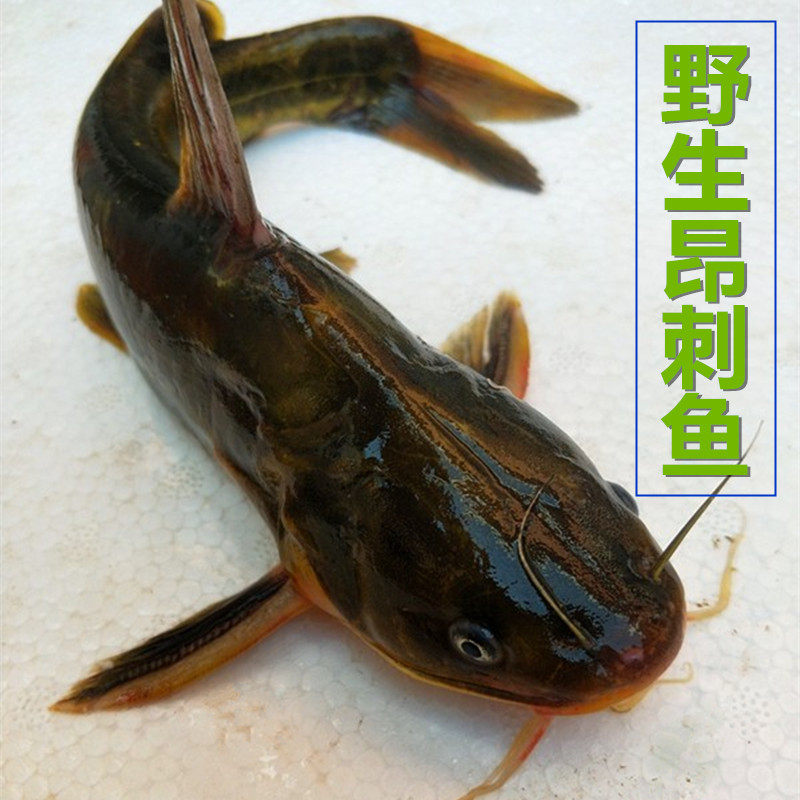 嘎鱼和鲫鱼哪个营养高,_大山谷图库