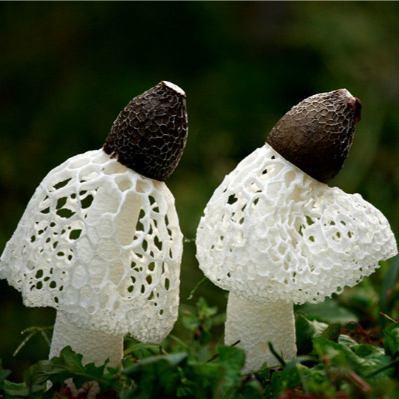 竹笙和竹荪,菌种,竹笋_大山谷图库