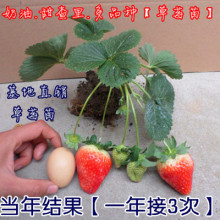 草莓苗现挖现卖奶油草莓苗当年结果四季种