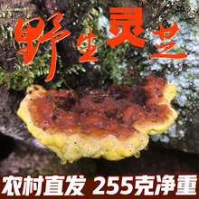 正品野生灵芝野生天然灵芝木非东北野生灵芝味苦2件500克深山整枝