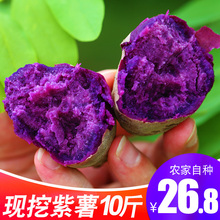 包邮 农家板栗地瓜蔬菜小番薯红薯5蜜薯 现挖紫薯10斤新鲜香薯带箱