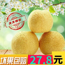 梨子 包邮 砀山酥梨 10斤现摘现发新鲜 皇冠梨贡雪梨新鲜水果 安徽