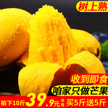 带箱10斤小台芒 包邮 海南三亚现摘小台农芒果新鲜当季水果 树上熟