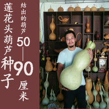 包邮 葫芦种子莲花头葫芦种籽巨型葫芦种特大葫芦籽天字一坊 葫芦种