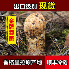 500g 云南香格里拉出口级 7cm 鲜松茸菌云南特产 野生新鲜松茸