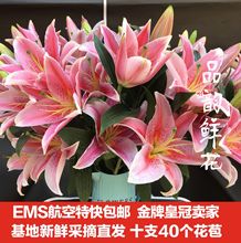 红黄粉白色百合空运家庭插花 包邮 基地速递 云南香水百合鲜花直发
