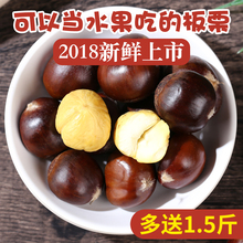 2018神农架板栗生新鲜 栗子农家现摘毛栗子野生油栗共发4. 5斤装