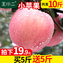 小萍果平安果 当季陕西丑苹果整箱吃 包邮 红富士苹果水果10斤新鲜