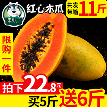 海南红心牛奶木瓜带箱11斤10青木瓜大新鲜水果 批发 包邮 买1送1
