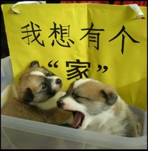 爱心救助流浪猫咪无偿领养狗补助狗粮猫粮雪山成幼犬金毛幼猫短毛