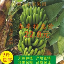 新鲜水果 农家香蕉现砍现发9斤装 新鲜香蕉 天天特价