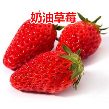 草莓苗盆栽阳台种植红颜四季草莓苗 奶油草莓苗盆栽四季结果