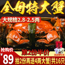 第2份半价 阳澄湖大闸蟹鲜活大螃蟹特大螃蟹8只装全母现货大闸蟹