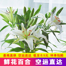 云南新鲜百合花多色婚礼室内香水百合每周鲜花包月空运速递到家