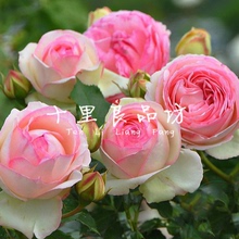 藤本攀援粉色玫瑰花苗欧月粉龙庭院 十里良品坊 粉色龙沙宝石